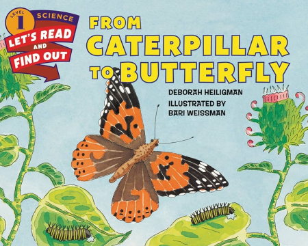 From Caterpillar to Butterly